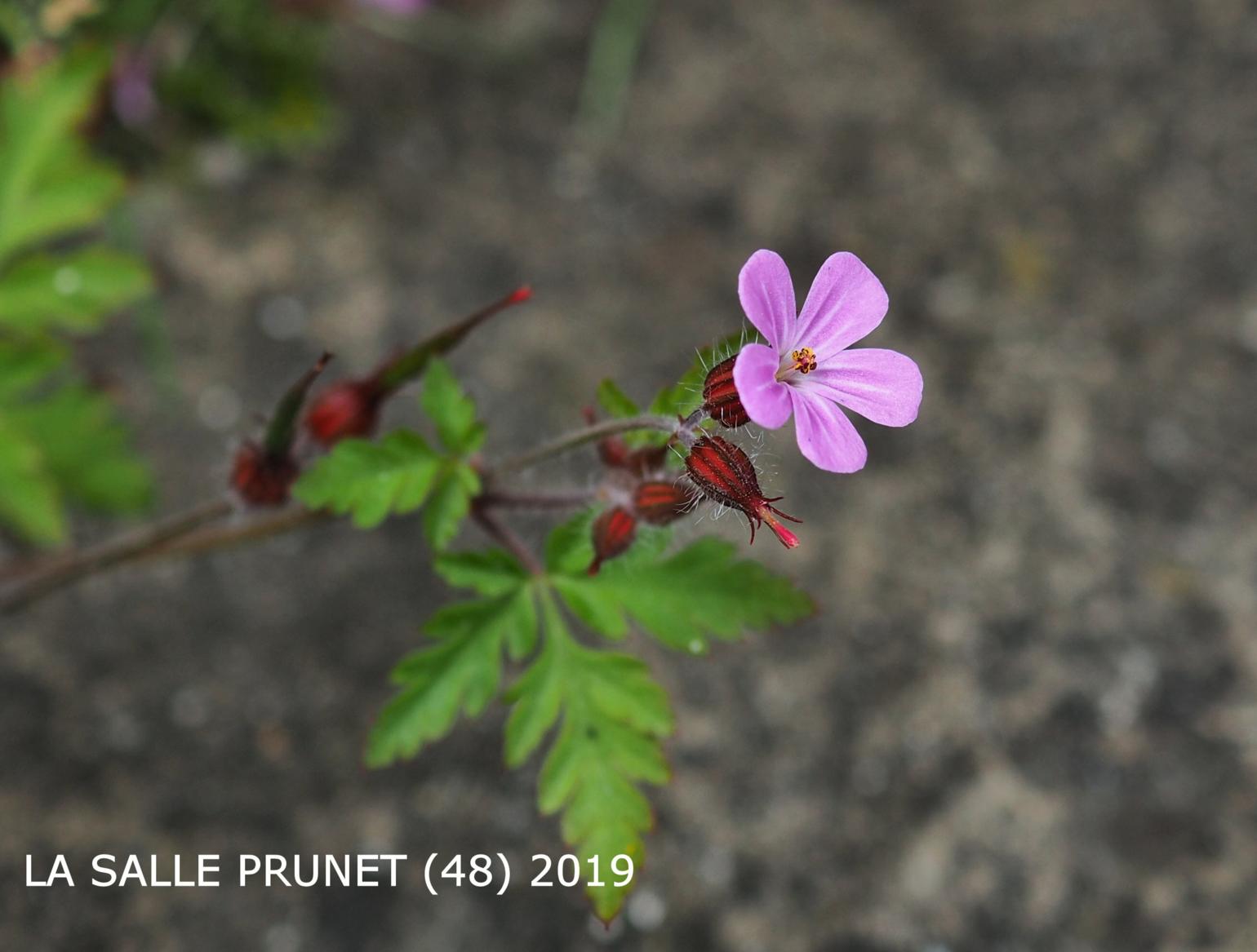 Herb-Robert